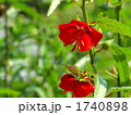 ゴジカの花