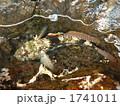 クモハゼ