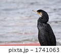 たそがれるウミウ（横）