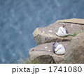 ひなたぼっこウミネコ