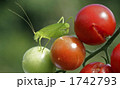 1742793