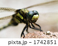 オニヤンマの顔