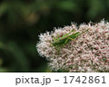 キリギリス