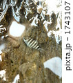シチセンスズメダイ幼魚
