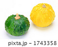 おもちゃ南瓜