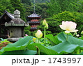 京都三室戸寺の三重の塔と蓮の花