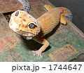ヒョウモントカゲモドキ餌くれの図