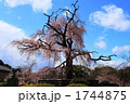 京都円山公園・枝垂桜