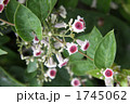 ヘクソカズラの花