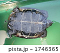 カメのおなか