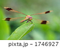 葉にとまるミヤマアカネ