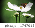 白い花びらに魅せられて