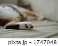 肉球リラックス