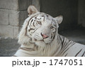 ホワイトタイガー