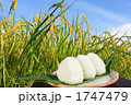 おにぎりと稲合成