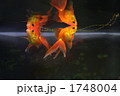1748004