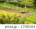 収穫 1748164