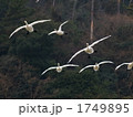 コハクチョウの飛来