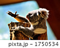 コアラ