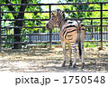 シマウマ