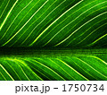 1750734