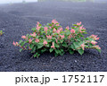 富士山の名月草