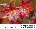 平筒沼自然公園の紅葉