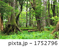 夏の大台ケ原　原生林