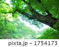 大木