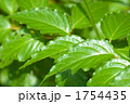 つややかな緑の葉