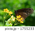ツマムラサキマダラ
