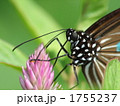 リュウキュウアサギマダラ