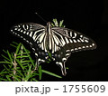 アゲハチョウ