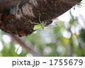 1755679