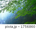 もやの中の新緑