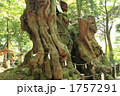 来宮神社の大楠(ﾊﾟﾜｰﾂﾘｰ）　④