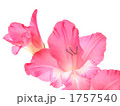 グラジオラスの花