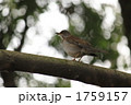 林で見つけたシロハラ