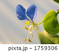 つゆくさ