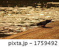 黄昏時