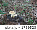 秋発見