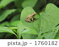 葉っぱの上の蛙