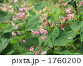 1760200