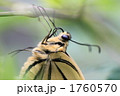 ナミアゲハ