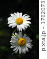 1762073