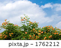 ノウゼンカズラの花と空