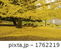 晩秋の奈良公園