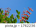 カイコウズの花と空