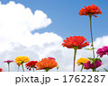 百日草の花と空