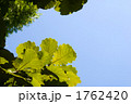 柏の葉と空